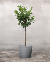 type=Greenify Udendørskrukke/color=Grå