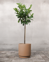 type=Simple krukke/color=Pale Terracotta