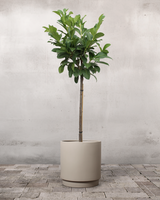 type=Simple krukke/color=Light Sand