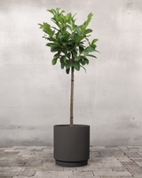 type=Simple krukke/color=Warm Black