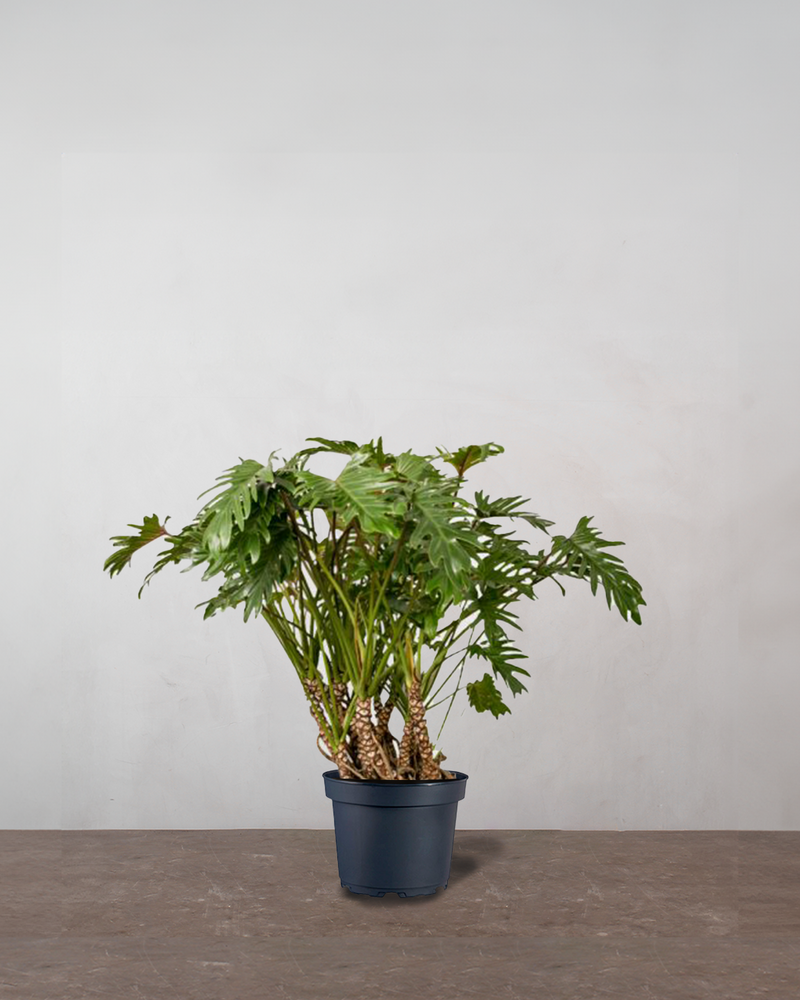 Opstammet Philodendron Xanadu - 110-130 cm
