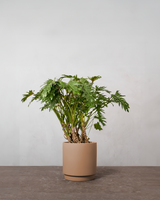 type=Simple krukke/color=Pale Terracotta