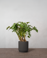 type=Simple krukke/color=Warm Black