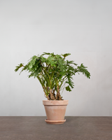 type=Terracotta krukke/color=Terracotta