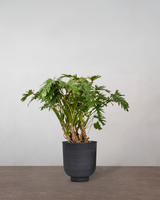 type=Vig krukke/color=Sort