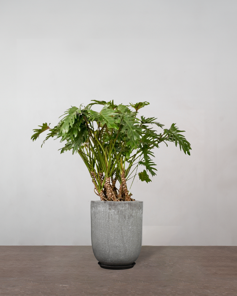 Opstammet Philodendron Xanadu - 110-130 cm