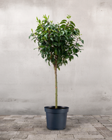 type=Ingen krukke/color=Ingen farve