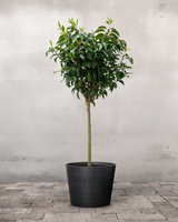 type=Greenify Udendørskrukke/color=Sort