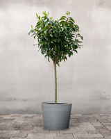 type=Greenify Udendørskrukke/color=Grå