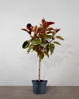 type=ingen krukke/color=ingen farve