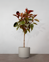 type=Simple krukke/color=Light Sand