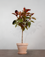 type=Terracotta krukke/color=Terracotta