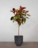 type=Vig krukke/color=Sort