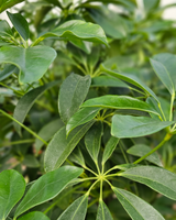 1-2-Træ Plantepakken