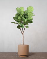 type=Simple krukke/color=Pale Terracotta