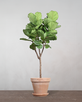 type=Terracotta krukke/color=Terracotta
