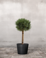 type=Greenify Udendørskrukke/color=Sort