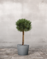 type=Greenify Udendørskrukke/color=Grå