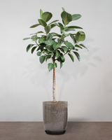 type=glaseret krukke/color=nougat