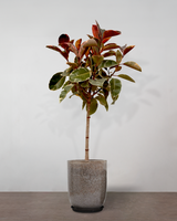 type=glaseret krukke/color=nougat