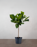 type=Ingen krukke/color=Ingen farve