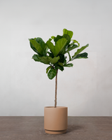 type=Simple krukke/color=Pale Terracotta