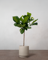 type=Simple krukke/color=Light Sand