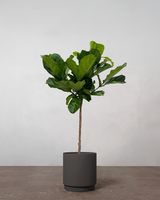 type=Simple krukke/color=Warm Black