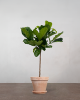 type=Terracotta krukke/color=Terracotta