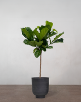 type=Vig krukke/color=Sort