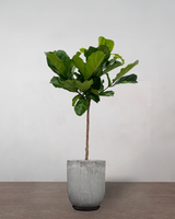 type=Glaseret krukke/color=Grå