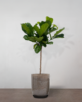 type=glaseret krukke/color=nougat