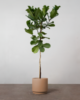 type=Simple krukke/color=Pale Terracotta