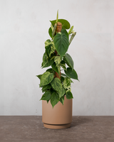 type=Simple krukke/color=Pale Terracotta