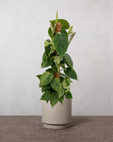 type=Simple krukke/color=Light Sand