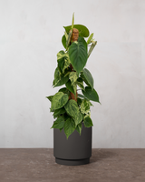 type=Simple krukke/color=Warm Black