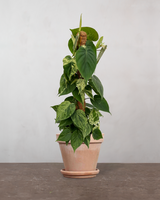 type=Terracotta krukke/color=Terracotta