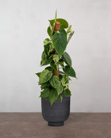 type=Vig krukke/color=Sort