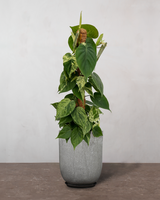 type=Glaseret krukke/color=Grå