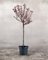 type=Ingen krukke/color=Ingen farve