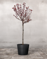 type=Greenify Udendørskrukke/color=Sort