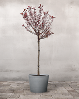 type=Greenify Udendørskrukke/color=Grå