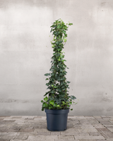 type=Ingen krukke/color=Ingen farve