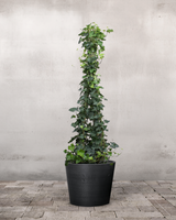 type=Greenify Udendørskrukke/color=Sort