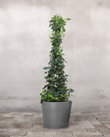 type=Greenify Udendørskrukke/color=Grå