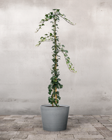 type=Greenify Udendørskrukke/color=Grå