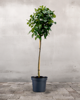 type=Ingen krukke/color=Ingen farve