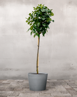 type=Greenify Udendørskrukke/color=Grå