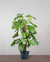 type=Ingen krukke/color=Ingen farve