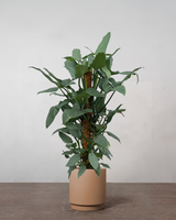 type=Simple krukke/color=Pale Terracotta